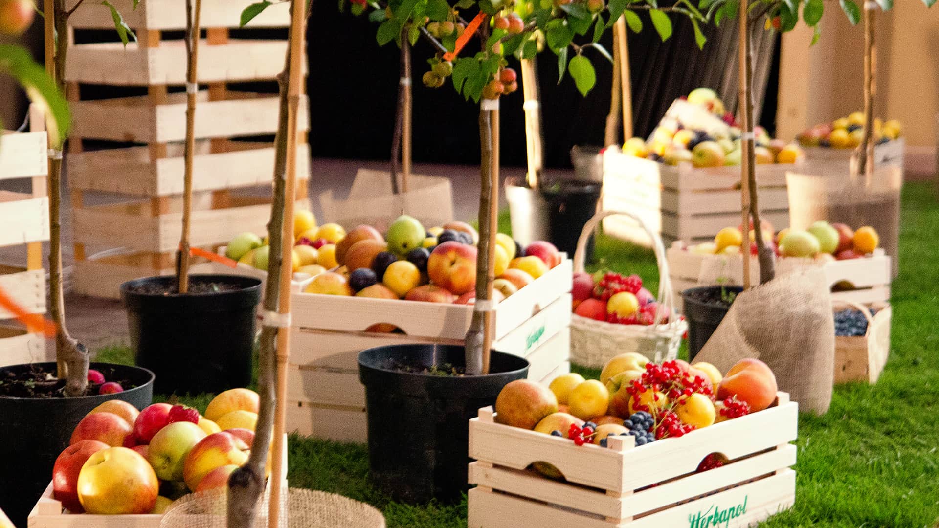 fresh fruit and vegetables in crates: apples, grapes, currants, pears and others